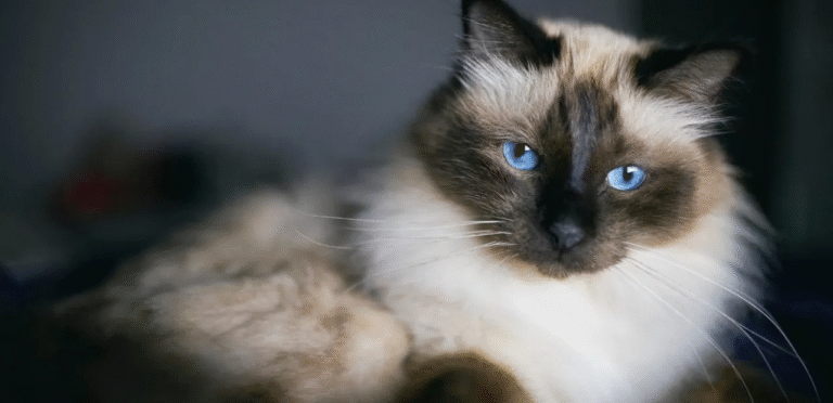 Lilac Tortie Point Birman