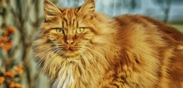 Red Norwegian Forest
