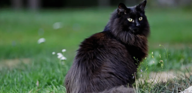 Black Norwegian Forest