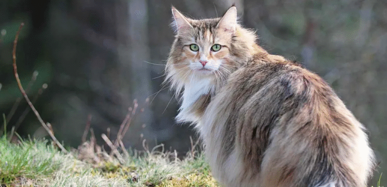 Tortoiseshell Norwegian Forest