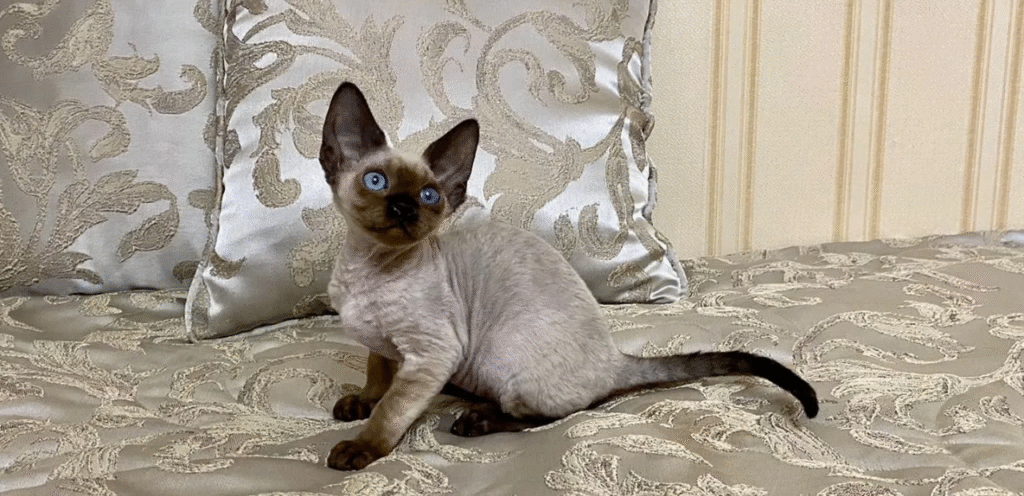 Pointed Devon Rex Cat 2 Pointed Devon Rex Cat