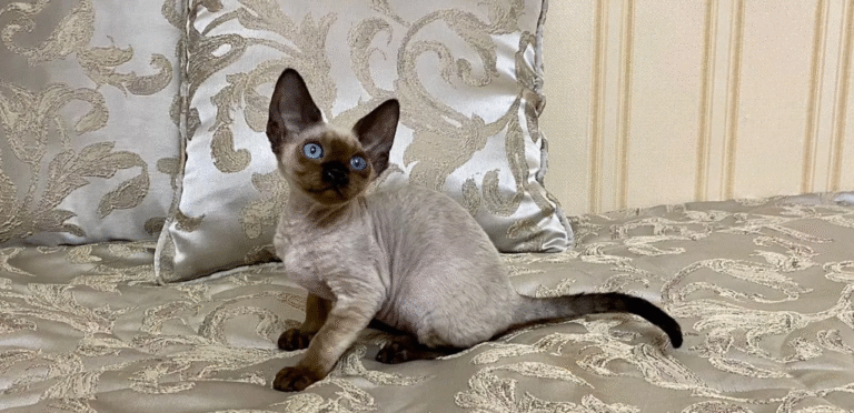 Pointed Devon Rex