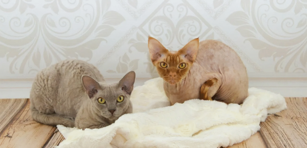 Smoke Devon Rex Cat | The thin & Smoky Coloured Cat Breed 1 Smoke Devon Rex