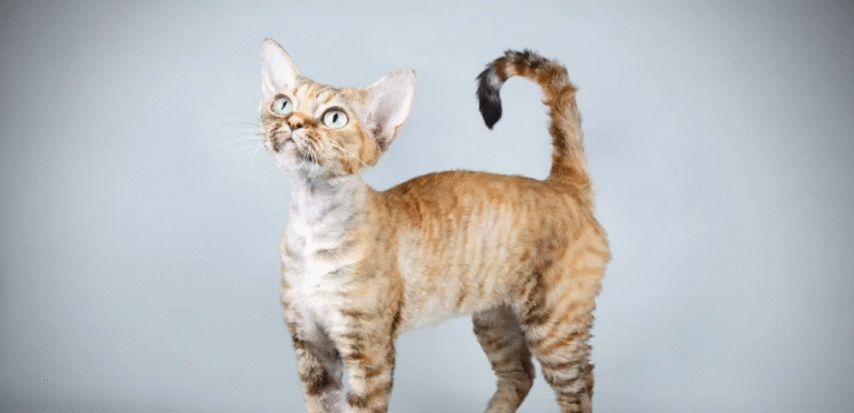 Solid Devon Rex