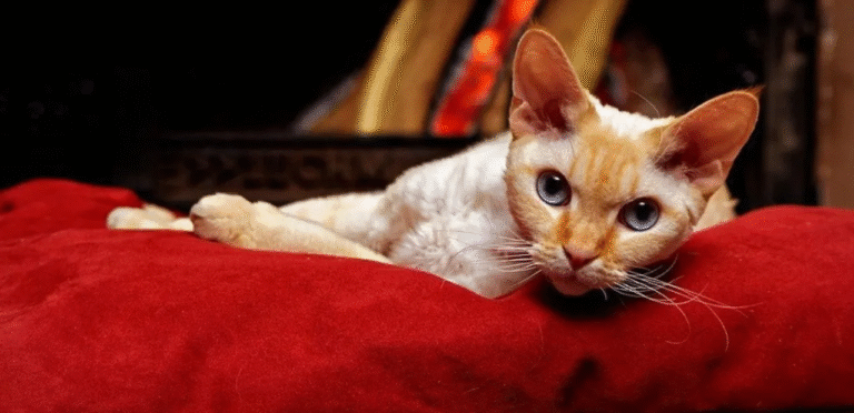 Shaded Devon Rex