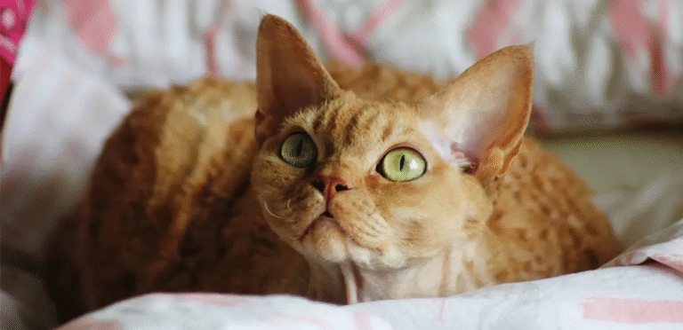 Golden Devon Rex